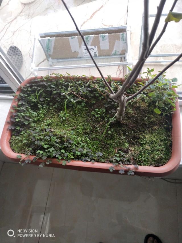 草根之声，小草论坛的崛起与影响