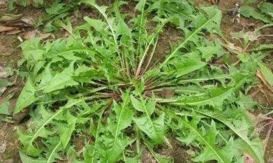 探索股市奥秘，揭秘K线的108种图谱