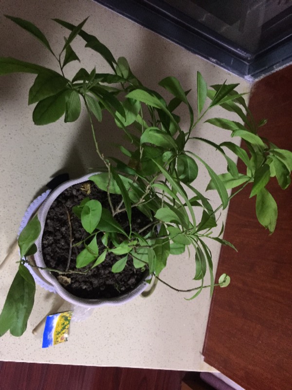 揭秘双色茉莉不开花的背后原因