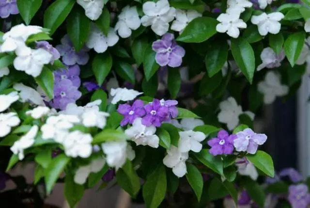 提升双色茉莉开花率，从只长叶到花开满枝的全面攻略