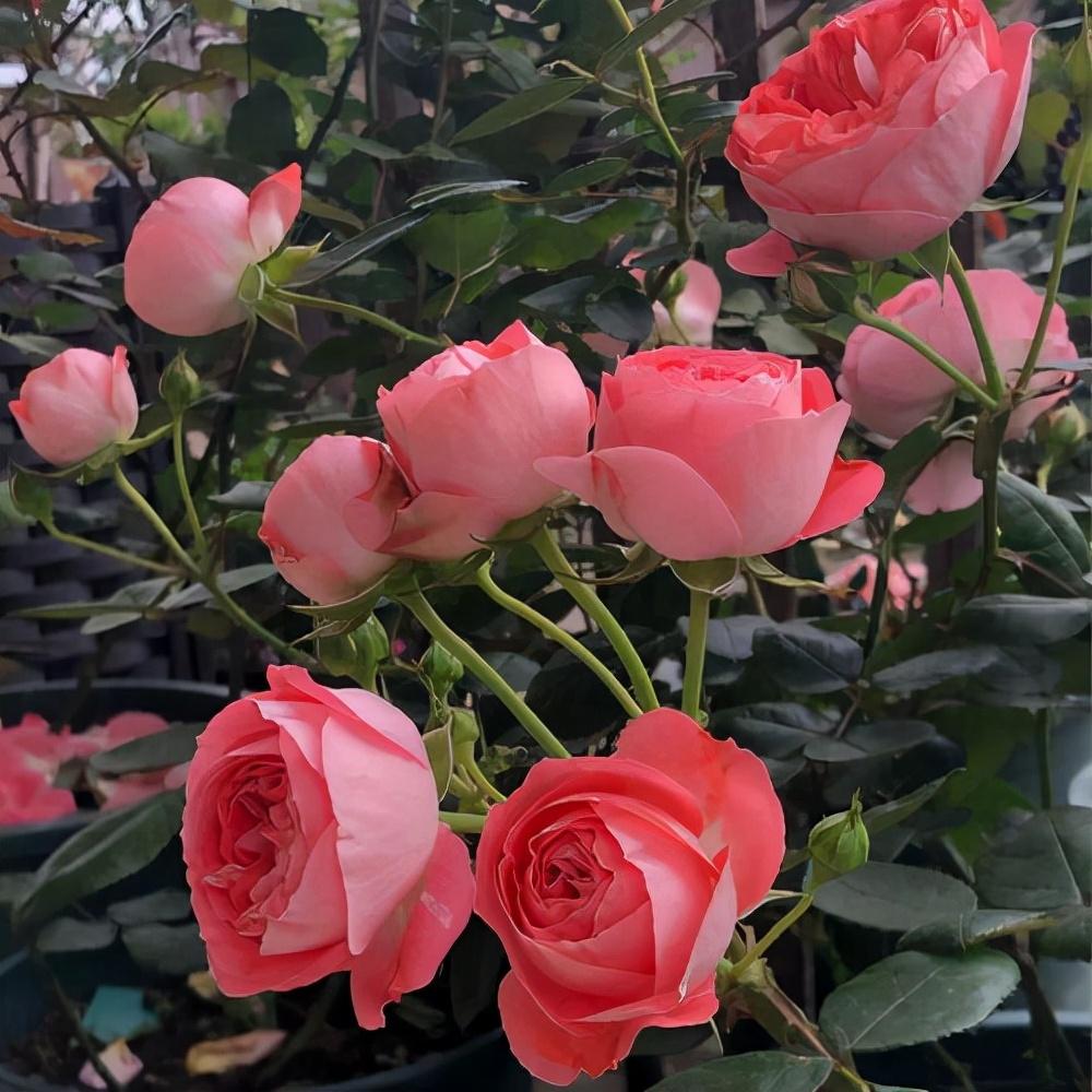 探秘双色茉莉，花香之谜