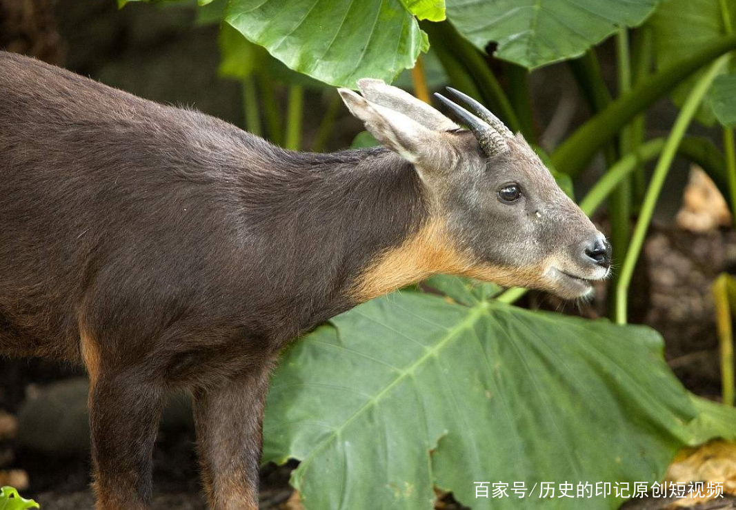 揭秘四不像必中一肖的玄机与真相